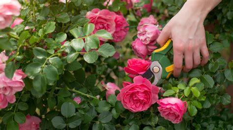 Pruning Roses: The Thorny Truth - Garden Style San Antonio