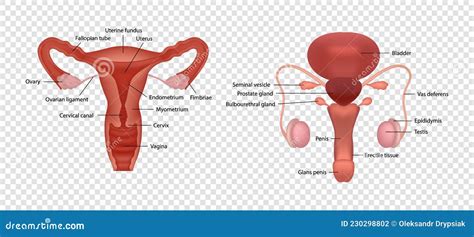 Human Reproductive System Male And Female Genitals Cartoon Vector ...