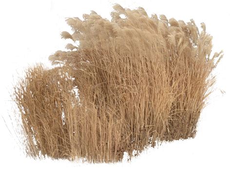 Tall Grass Png Clipart Images Cutout In Photoshop - vrogue.co