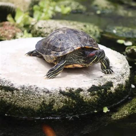 How To Attract Turtles To Your Pond & Yard (Best Methods) - Pond Informer