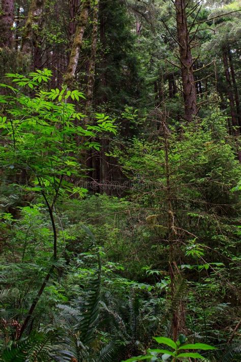 Sitka spruce forest stock photo. Image of scenic, conifers - 71742276