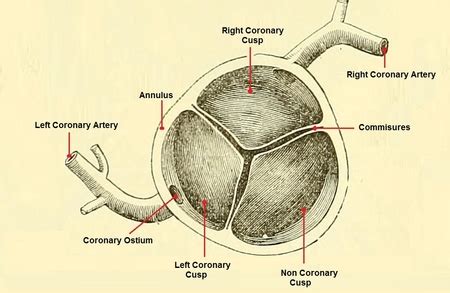 Aortic Valve Anatomy