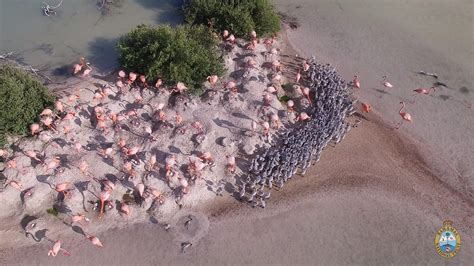 Flamingos and their babies on Inagua Island | There is strength in ...