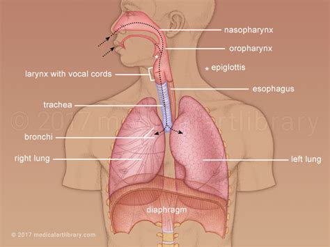 Respiratory System Overview - Medical Art Library