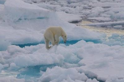 Northwest Passage Wildlife encounter - Big Planet Adventure Travel