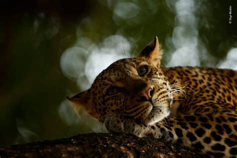 Lounging Leopard | Skye Meaker | Young Wildlife Photographer of the ...