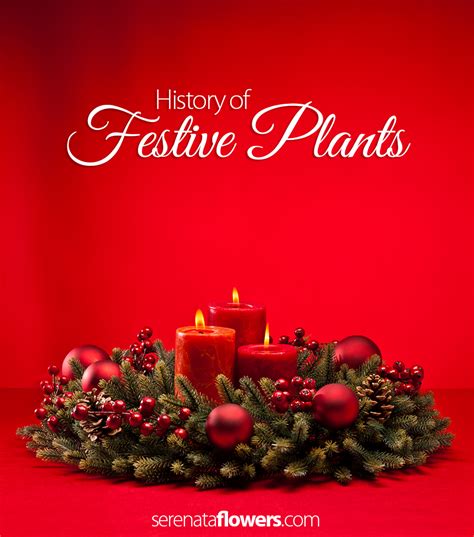 history-of-festive-plants.png