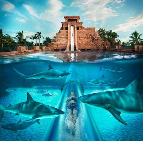 Slide Past Sharks at Atlantis Water Park in 2020 | Atlantis bahamas, Atlantis resort bahamas ...