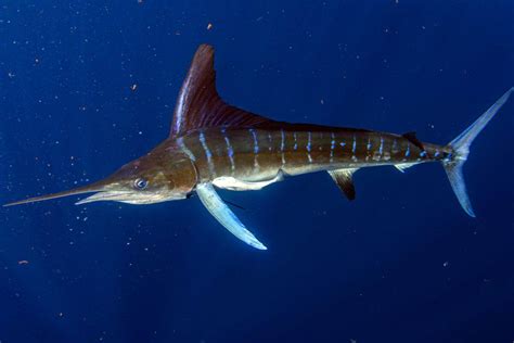 Marlin vs. Swordfish: What’s the Difference?