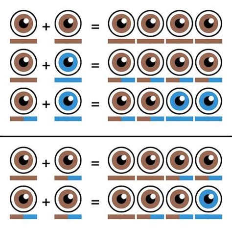 Punnett Square Eye Color Chart