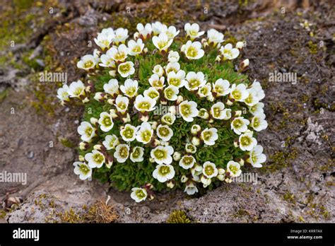 Tufted alpine saxifrage / tufted saxifrage (Saxifraga cespitosa) in flower on the Arctic tundra ...