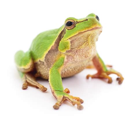 Premium Photo | Small tree frog isolated on white