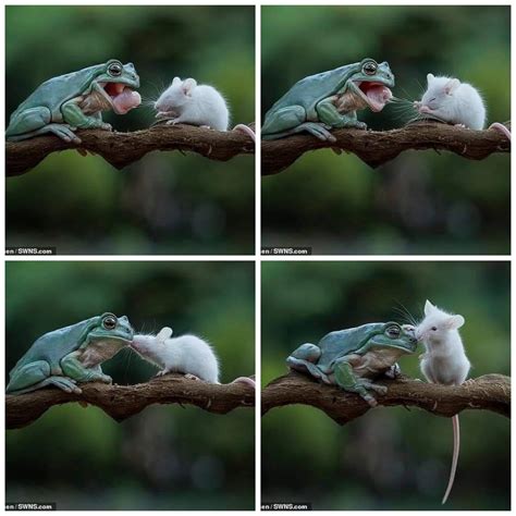 Frog tries to eat mouse they become friends instead. : r/aww