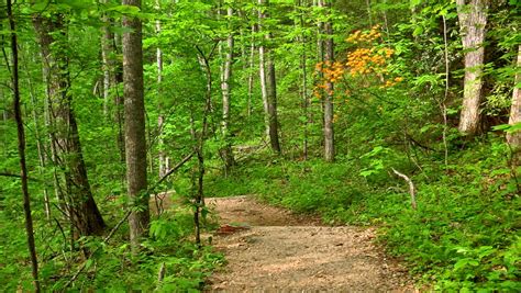 A Beautiful Mountain Hiking Trail With Spring Flowers Stock Footage ...