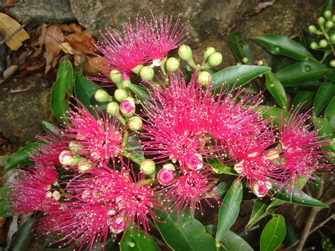 Syzygium merrittianum (Myrtaceae) image 83420 at PhytoImages.siu.edu