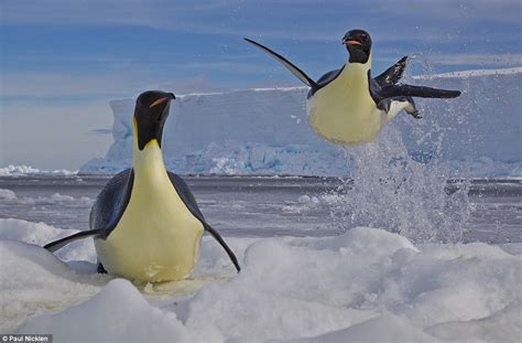 P-p-penguin picks up a prize: Majestic birds swimming through icy waters in Antarctica wins ...