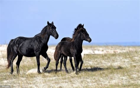 The black horse breeds-a very special black horse - Pet Furry Care