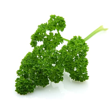 Free photo: Parsley - Herb, Plant, Sun - Free Download - Jooinn