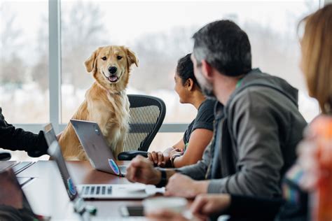 Take Your Dog to Work Day — the dos and don’ts - PetSecure