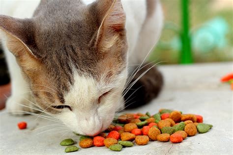 Do Prescription Cat Food Diets Really Work? - Catster