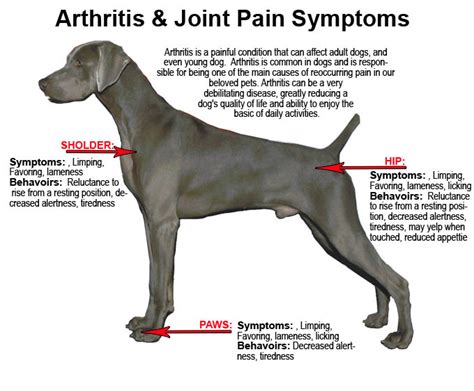 Does your Dog have Arthritis? - DGP For Pets