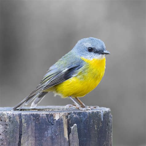 Eastern Yellow Robin by strictfunctor on DeviantArt