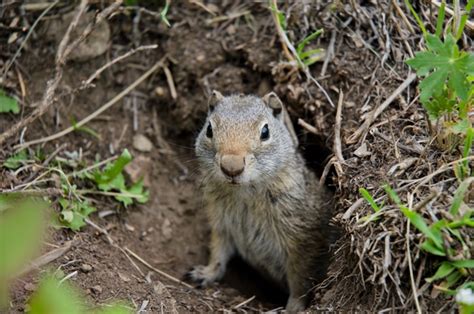 Do I Have a Gopher Problem in My Yard? | AAI Pest Control