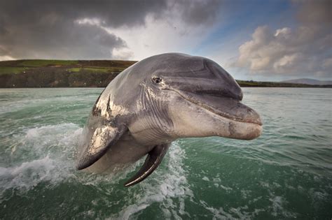 fungie dolphin dingle | George Karbus Photography