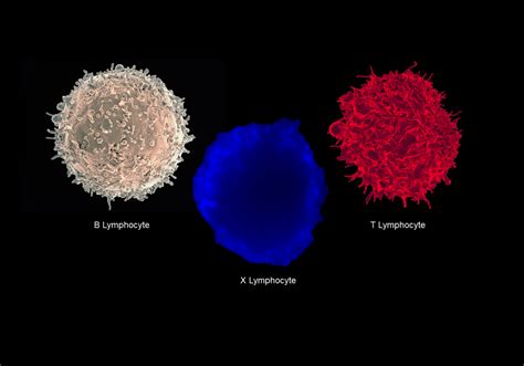 B And T Lymphocytes - slideshare