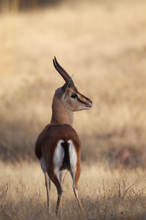 Chinkara - India Travel Forum | IndiaMike.com