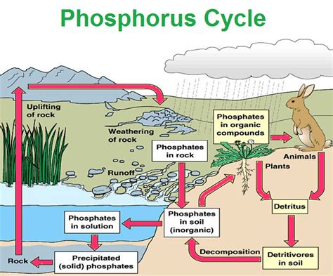 Year 10 Earth and Space Science: The Phosphorous cycle Diagram | Quizlet