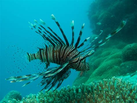 Fish From Australia | Australia, Oceania, Unusual looking fish at Great Barrier Reef | Great ...