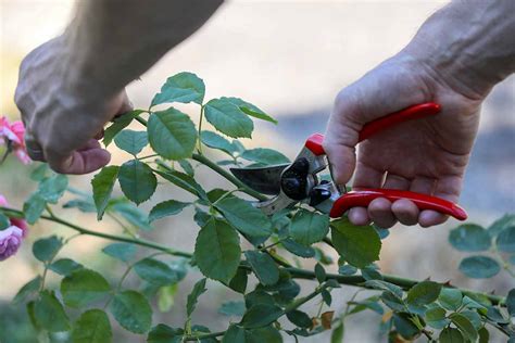 How to Propagate Rose Cuttings in Water | Gardener’s Path