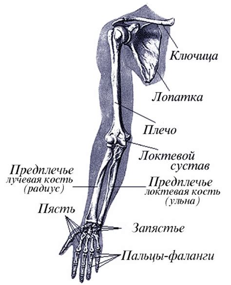 Строение руки - Кости **START: study_anatomy — LiveJournal