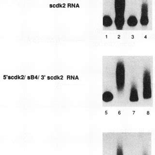 Immunohistochemistry of polyadenylation/translation factors in maturing... | Download Scientific ...