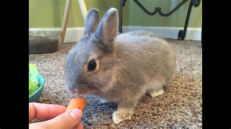 Cute bunny eating carrot - YouTube
