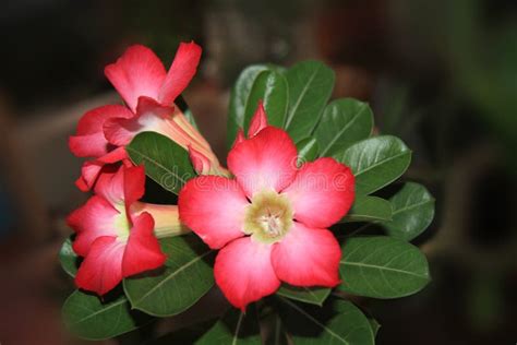 Desert rose stock photo. Image of flowers, desert, rose - 78058932