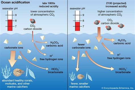 Ocean Acidification: How Carbon Dioxide Is Hurting the Seas | Ocean acidification, Atmospheric ...