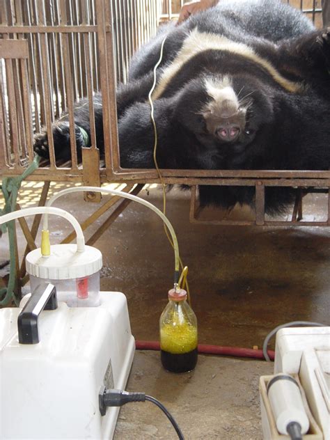 Help End Bear Farming and Bear Bile Trade - Education For Nature - Vietnam