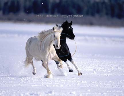 Astoetie's Blog: black and white horse running