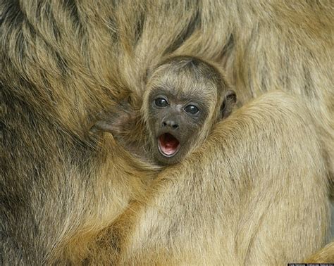 National Zoo Baby Animals And Moms Celebrate Mother's Day In Adorable ...