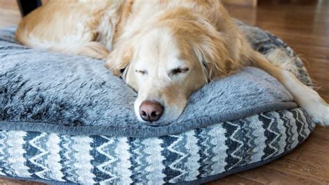 Best Dog Beds For Hip Dysplasia (2022 Buyer's Guide)