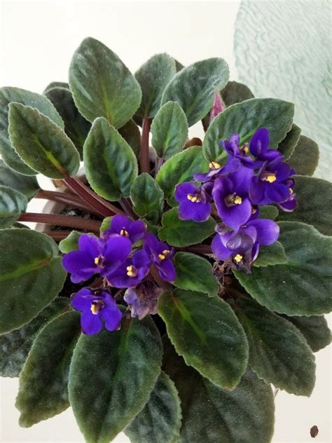 African Violets Care Guide | African violet care, African violets, African violets plants