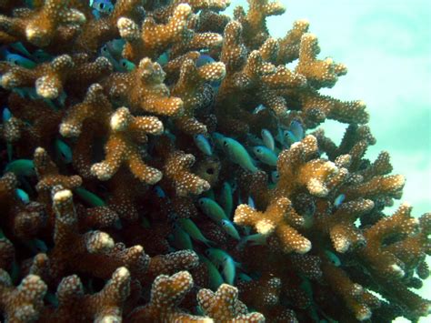 Damselfish in their coral retreat | divingintaiwan | Flickr