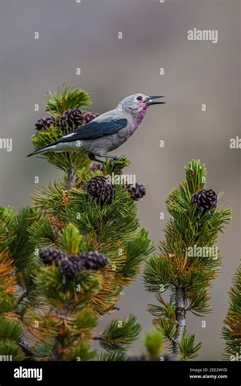 Clark's Nutcracker, Nucifraga columbiana, gathering Whitebark Pine ...