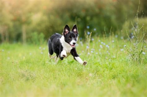 Mini Borders: What you need to know about Miniature Border Collies - BorderCollieHealth