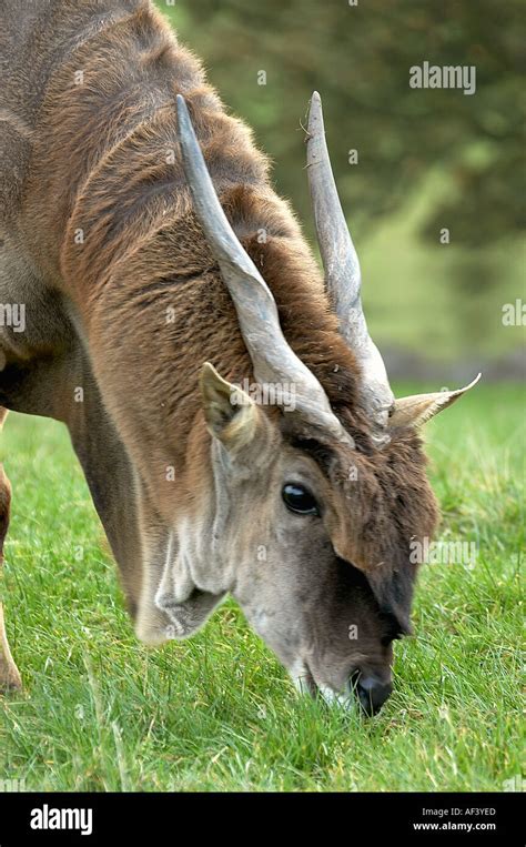 Elan mammal wildlife animal hi-res stock photography and images - Alamy