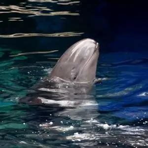 False Killer Whale - Facts, Diet, Habitat & Pictures on Animalia.bio