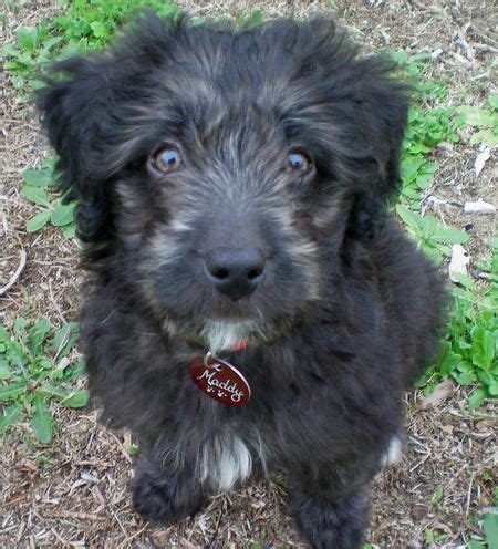 Border Collie-Labradoodle Mix | Dogs | Pinterest | Puppys, Border ...