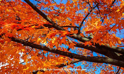 Fall Foliage Tours 2024 - Boston and New England - Boston Discovery Guide